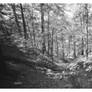 2026-240 The trees and the gully