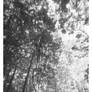 2026-241 In the forest