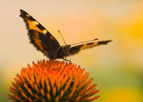 Aglais urticae