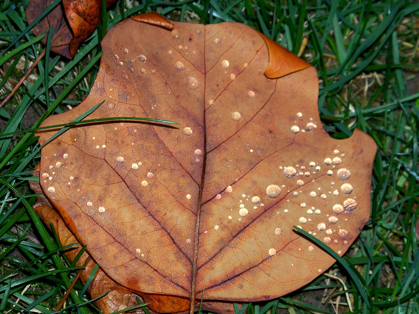 last leaf