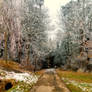 frosted forest