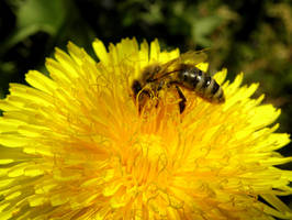 bee and dandelion