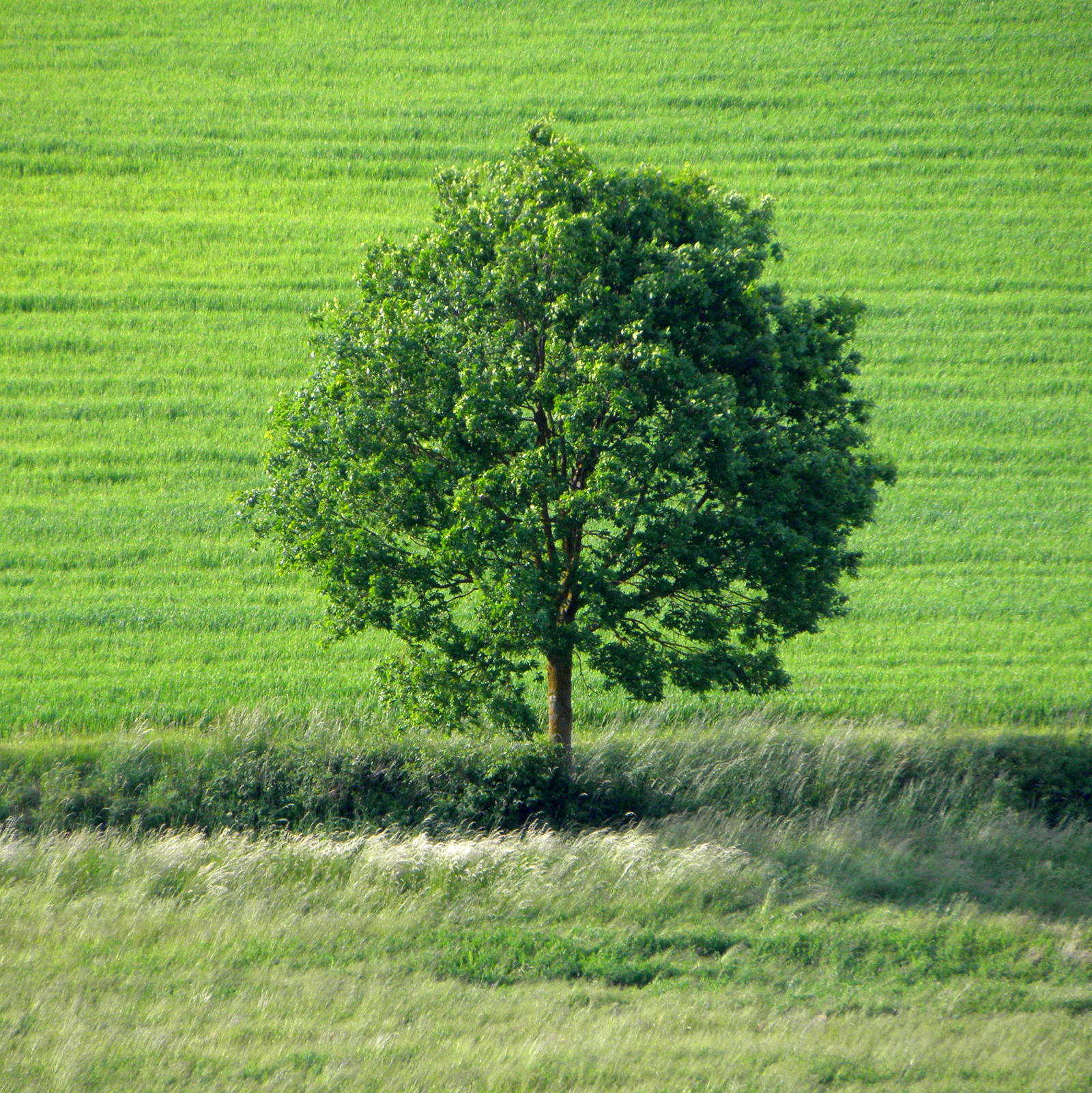 solitary tree