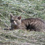 sunbathing cat