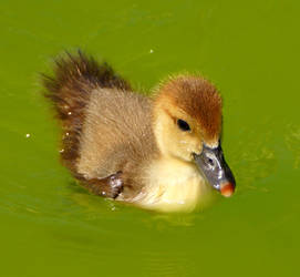 duckling by Mittelfranke