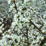 blooming blackthorn