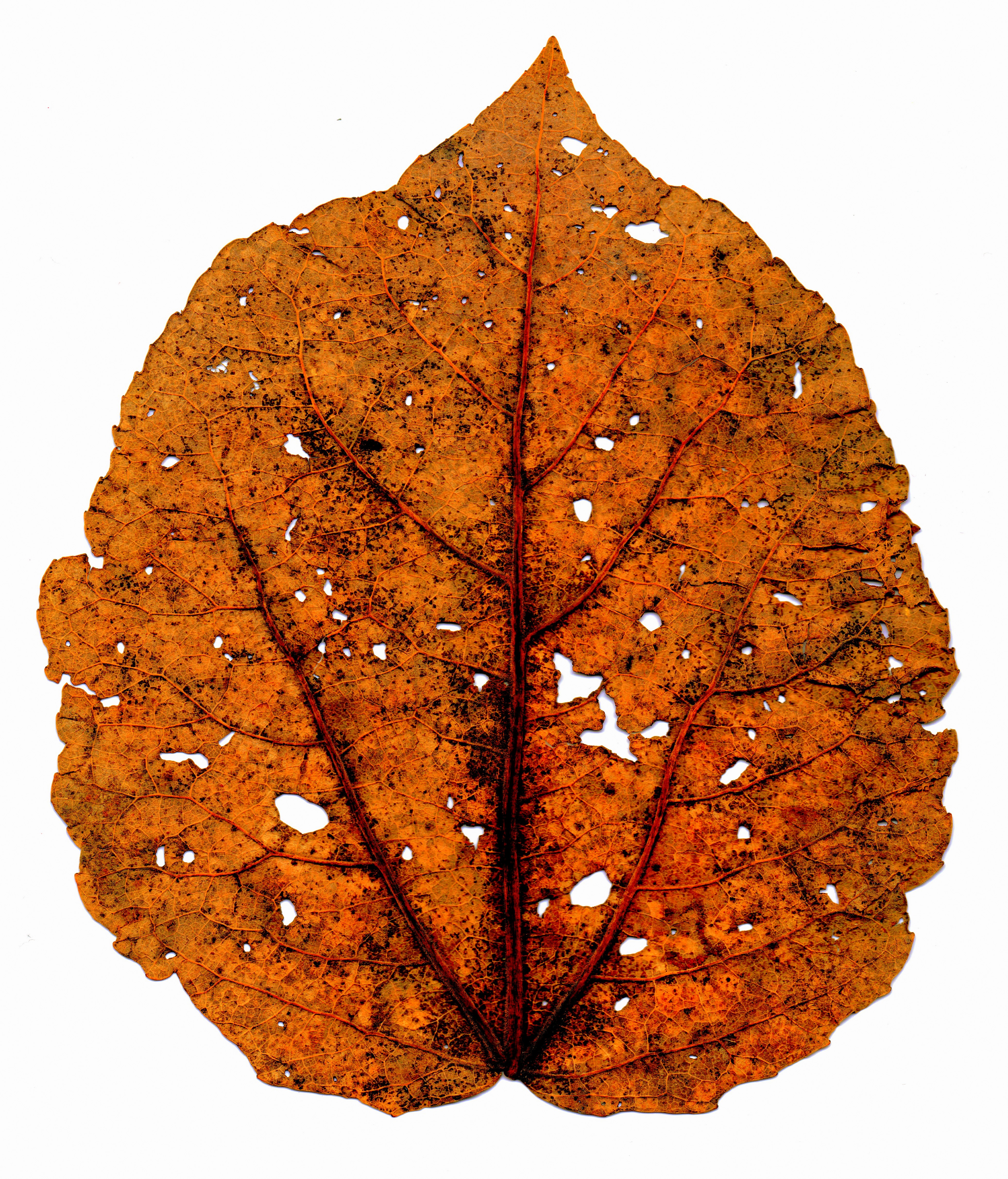 withered leaf