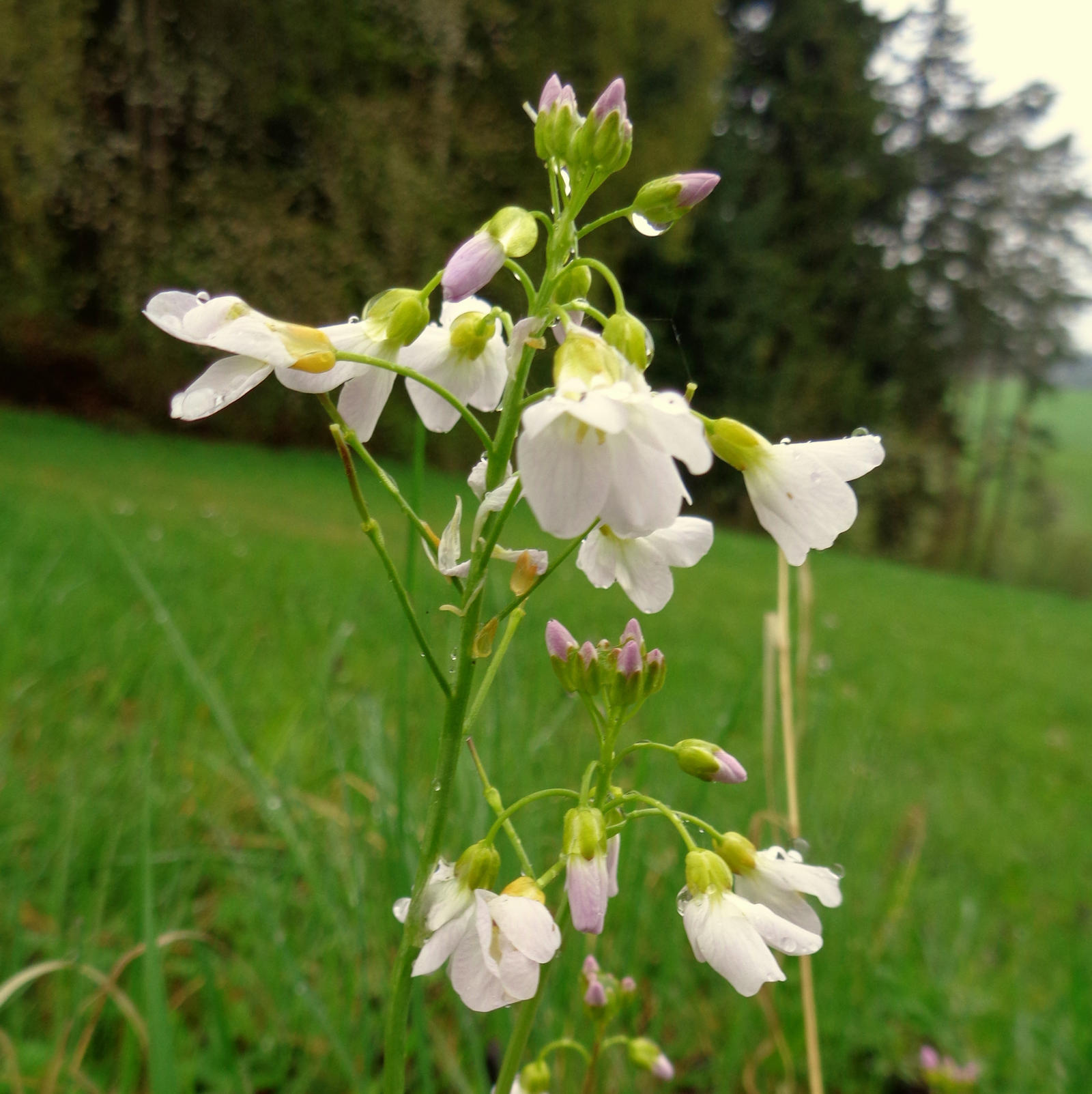 cuckooflower