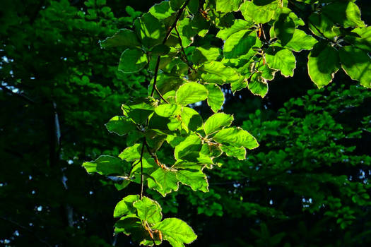 beech leaves