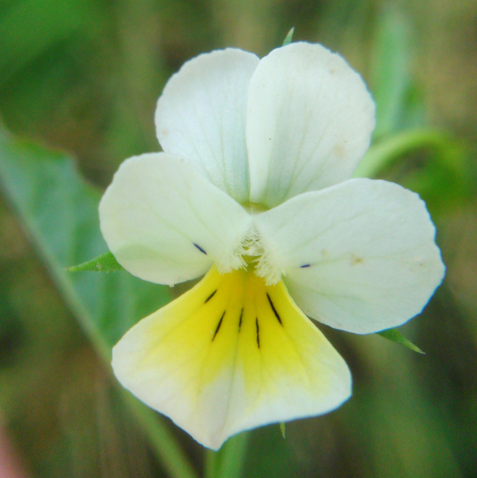 field pansy