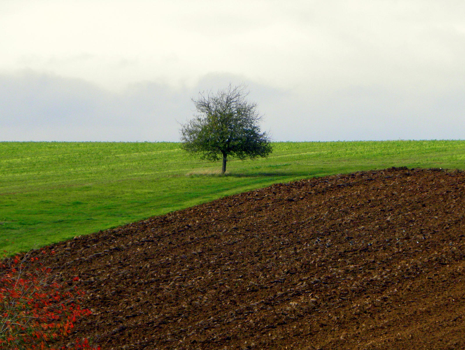 field and tree