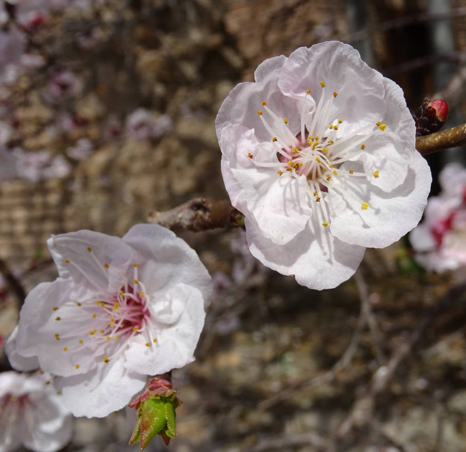 spring in rome by Mittelfranke on DeviantArt