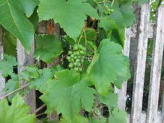 grapes on a fence