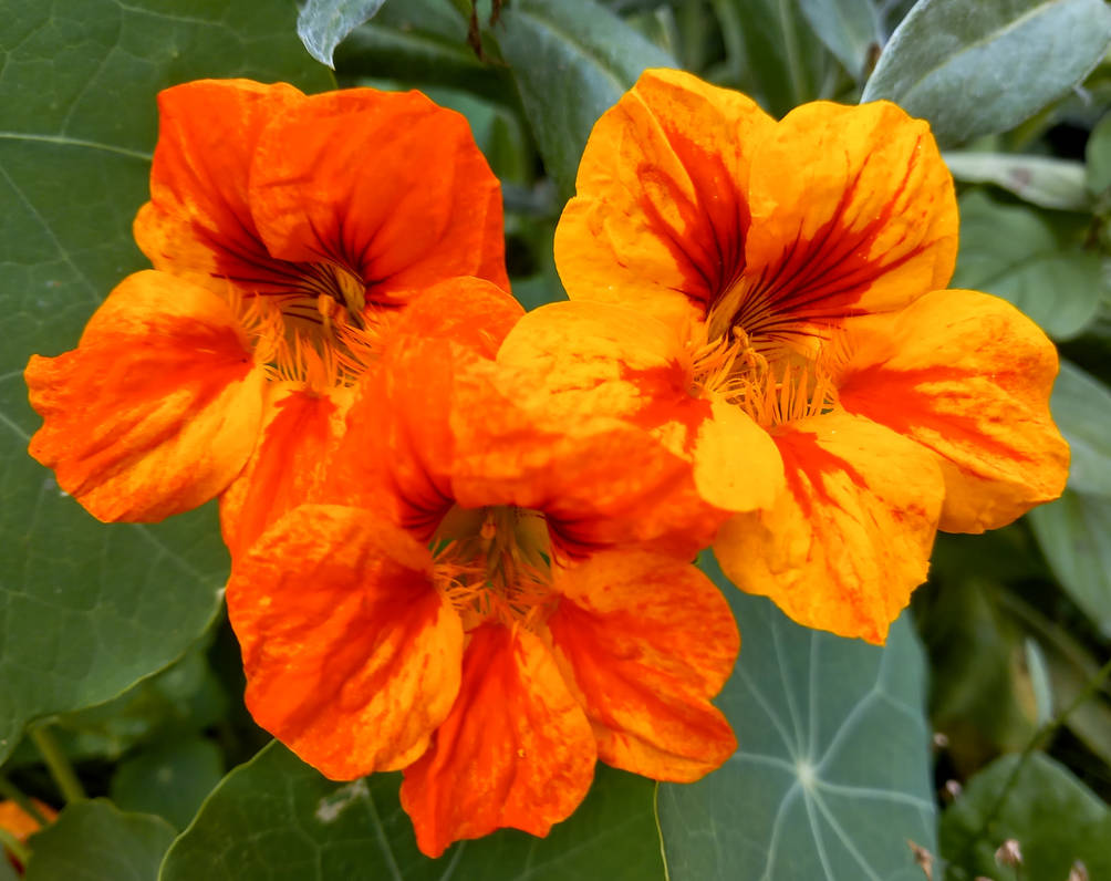 late bloomers by Mittelfranke on DeviantArt