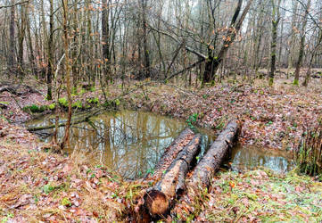 pond in the woods