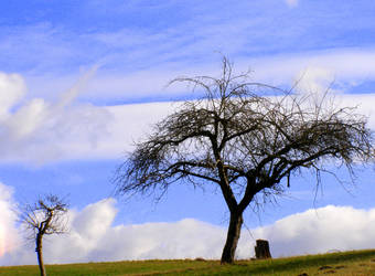 old apple tree