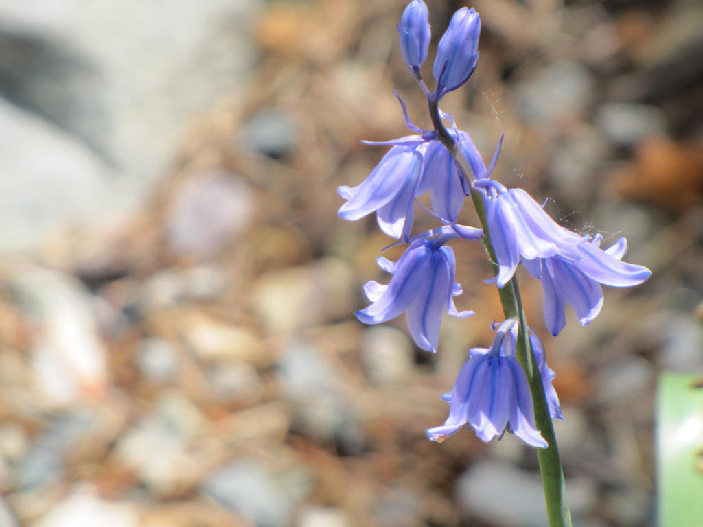 Blue Bells Ring