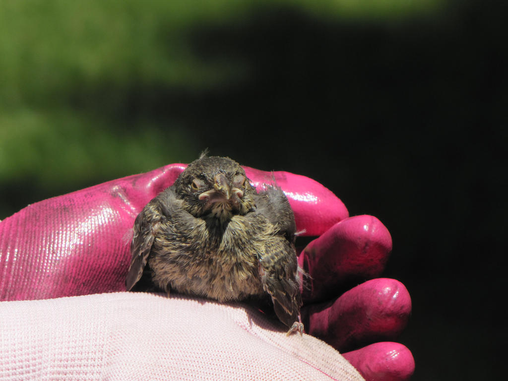 Baby Robin