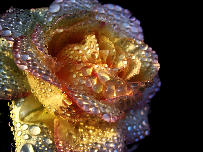 Shiny Rose