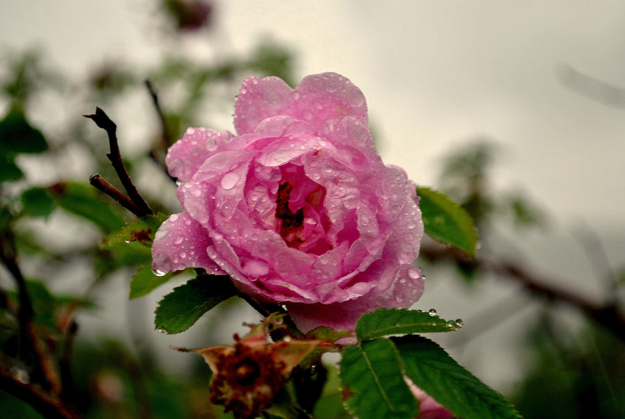 Devas Raining Flowers Flower in the rain by MiniRico on DeviantArt