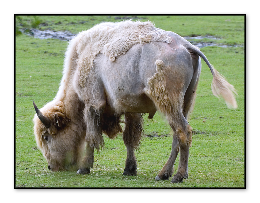 White Bison