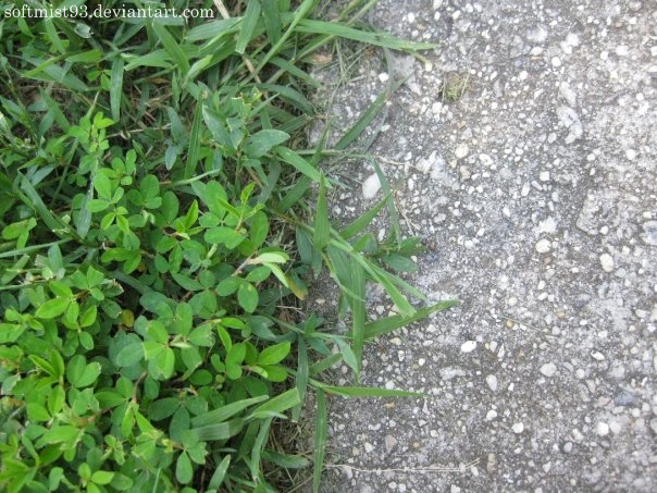 Grass And Sidewalk