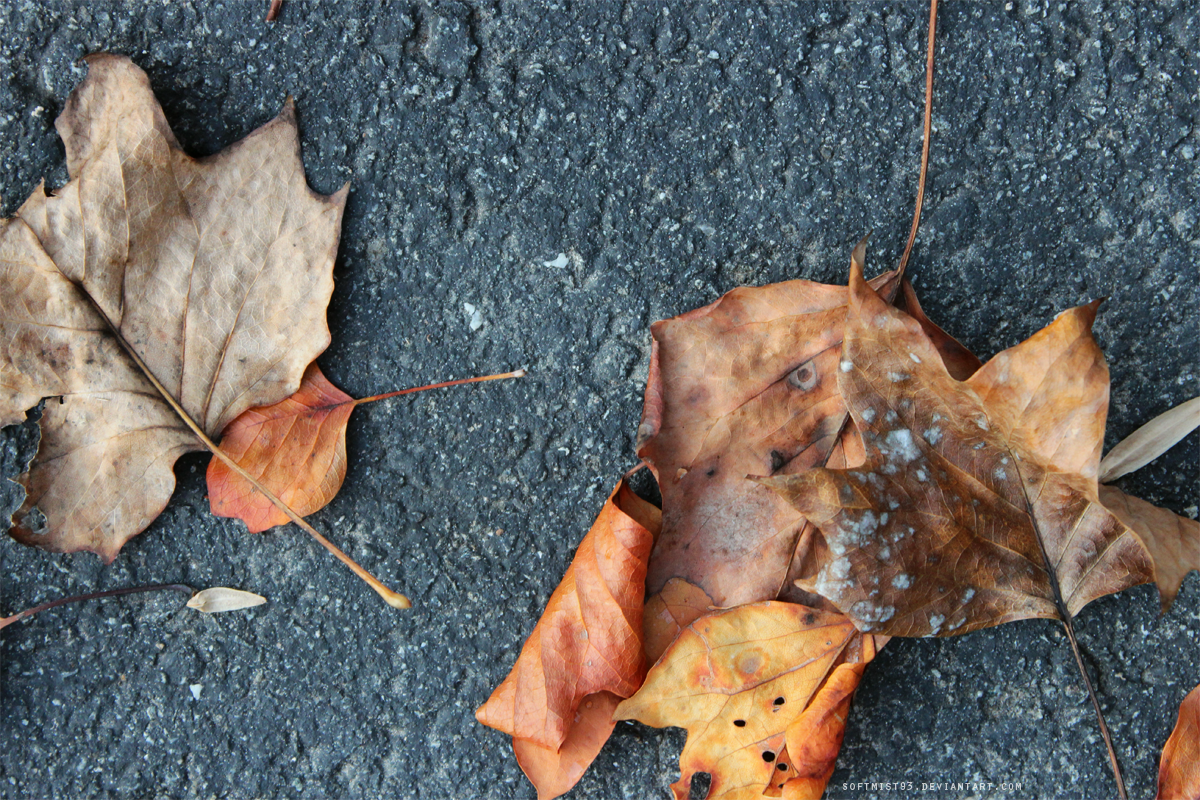 Fallen Leaves