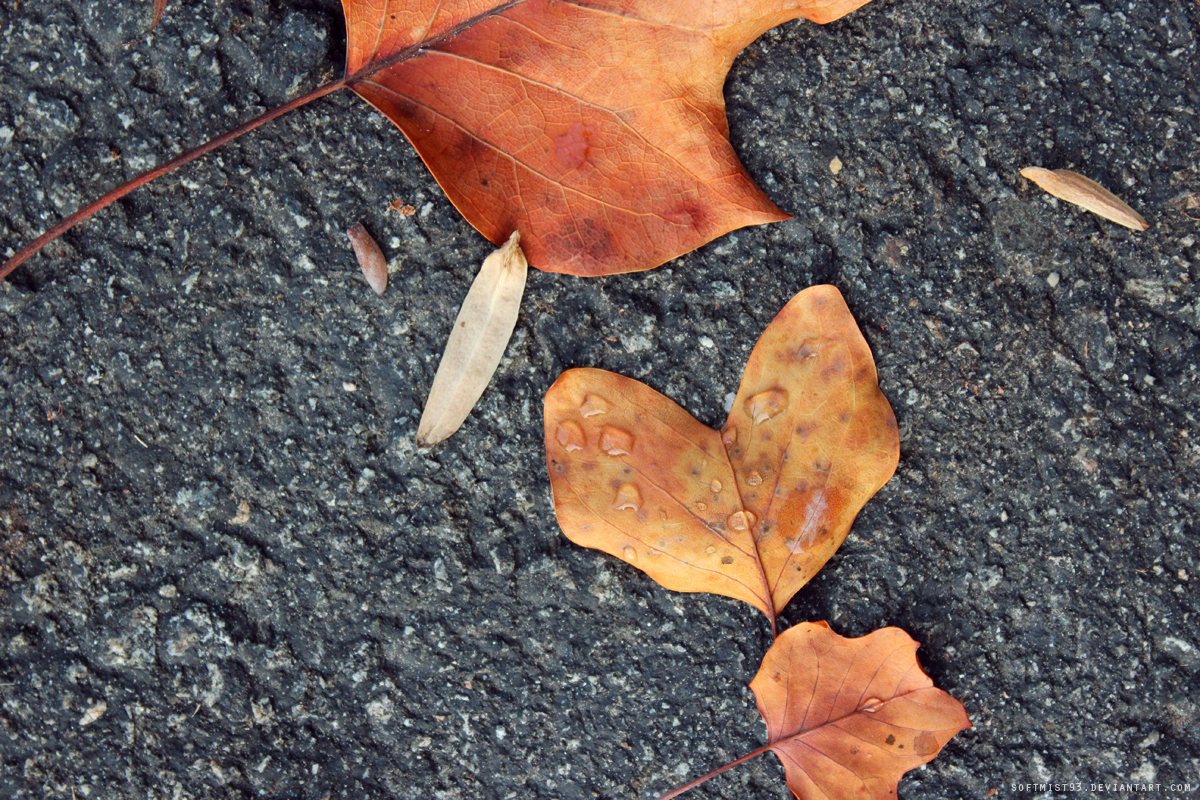 Fallen Leaves 3