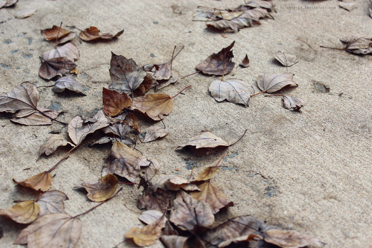 Leaf Stains 4