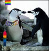 Rainbow penguins