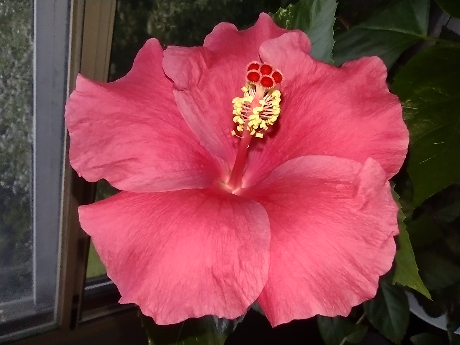 Hibiscus Bloom By Chryssta On DeviantArt