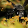 Black Wasp