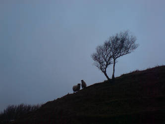 Two Sheep and a Tree
