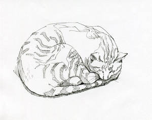 Cat sketch