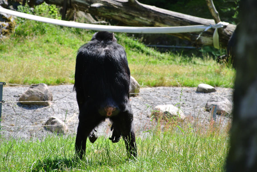 Chimpanzee Butt By Mangetsuwolf On DeviantArt chimpanzee-butt-by-mangetsuwolf-on-deviantart