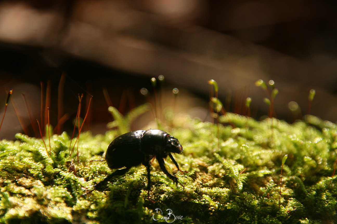 Under the Sunlight