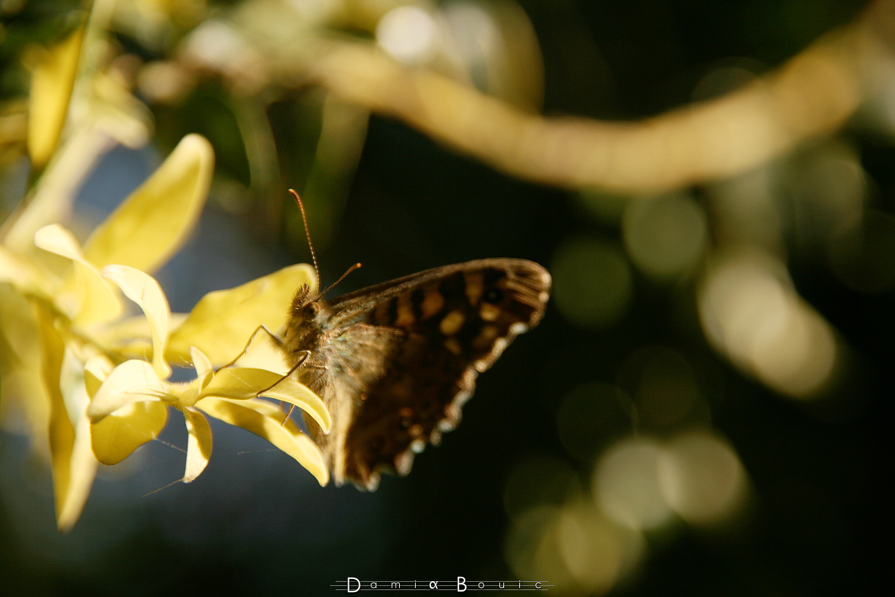 Un Tircis (Pararge Aegeria) - 2