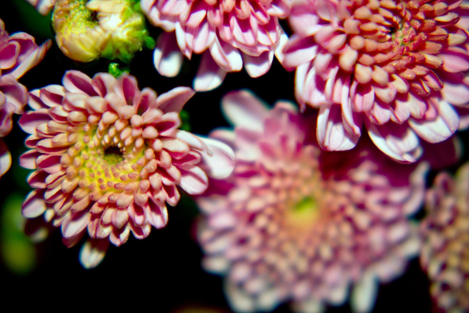 Macro shot of mums at night...