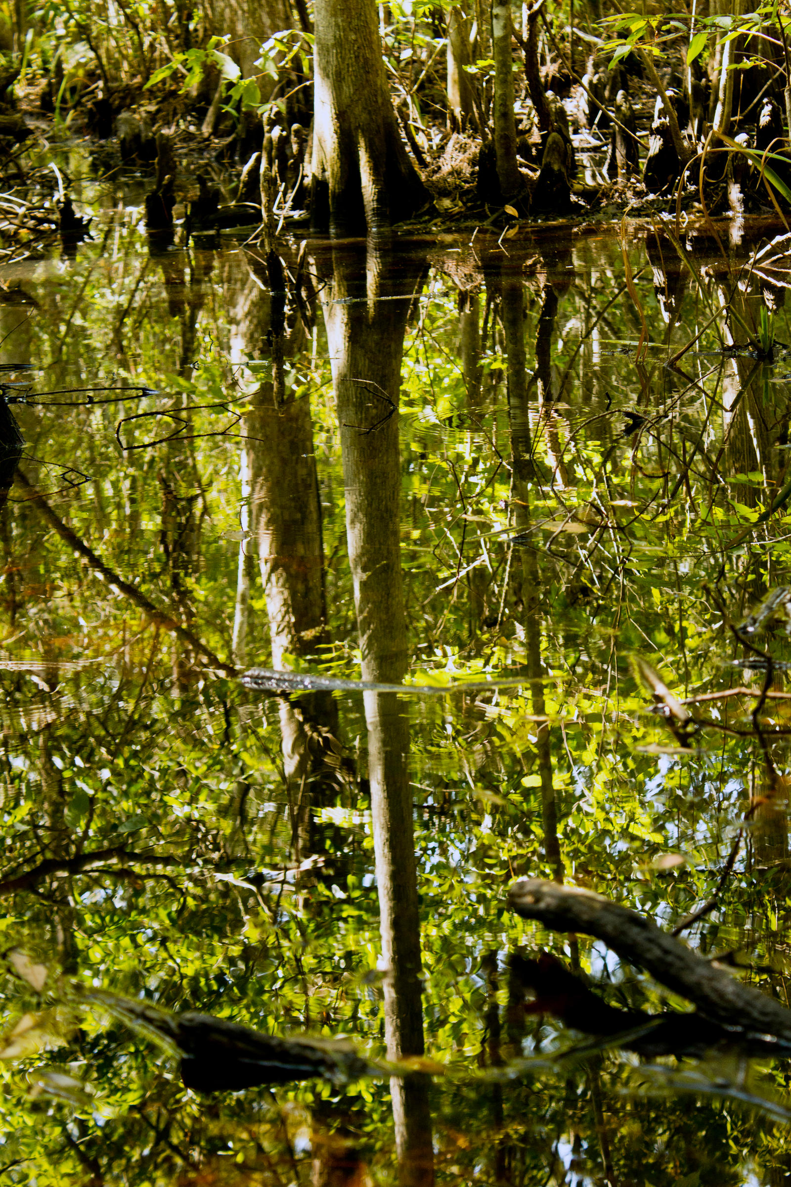 Moccasin slough tree and water