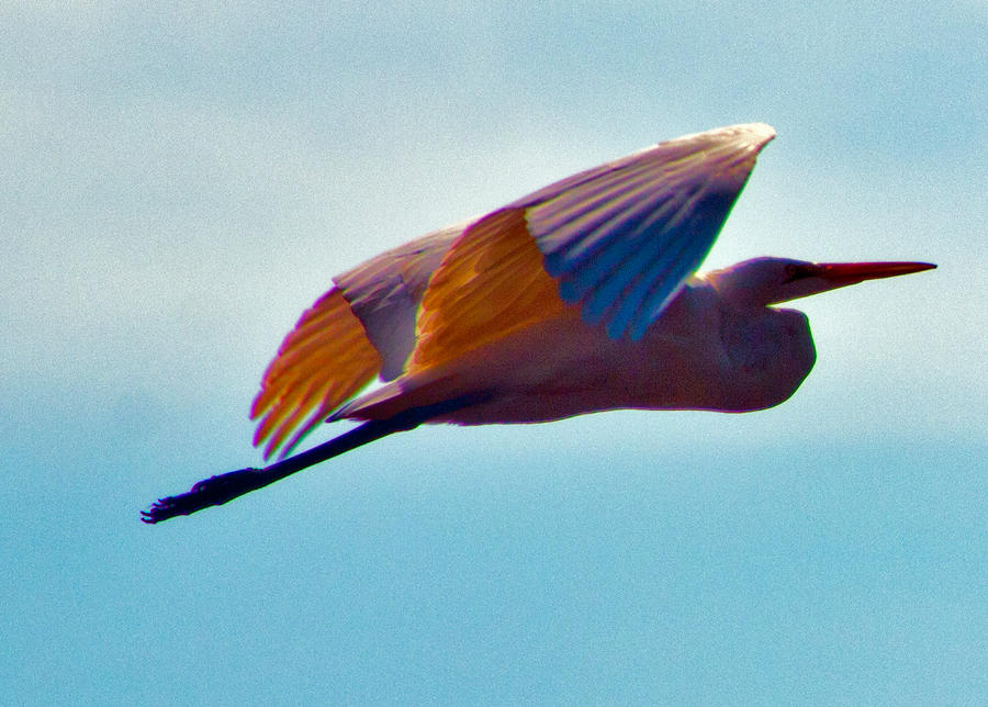 Egret flying into the sun