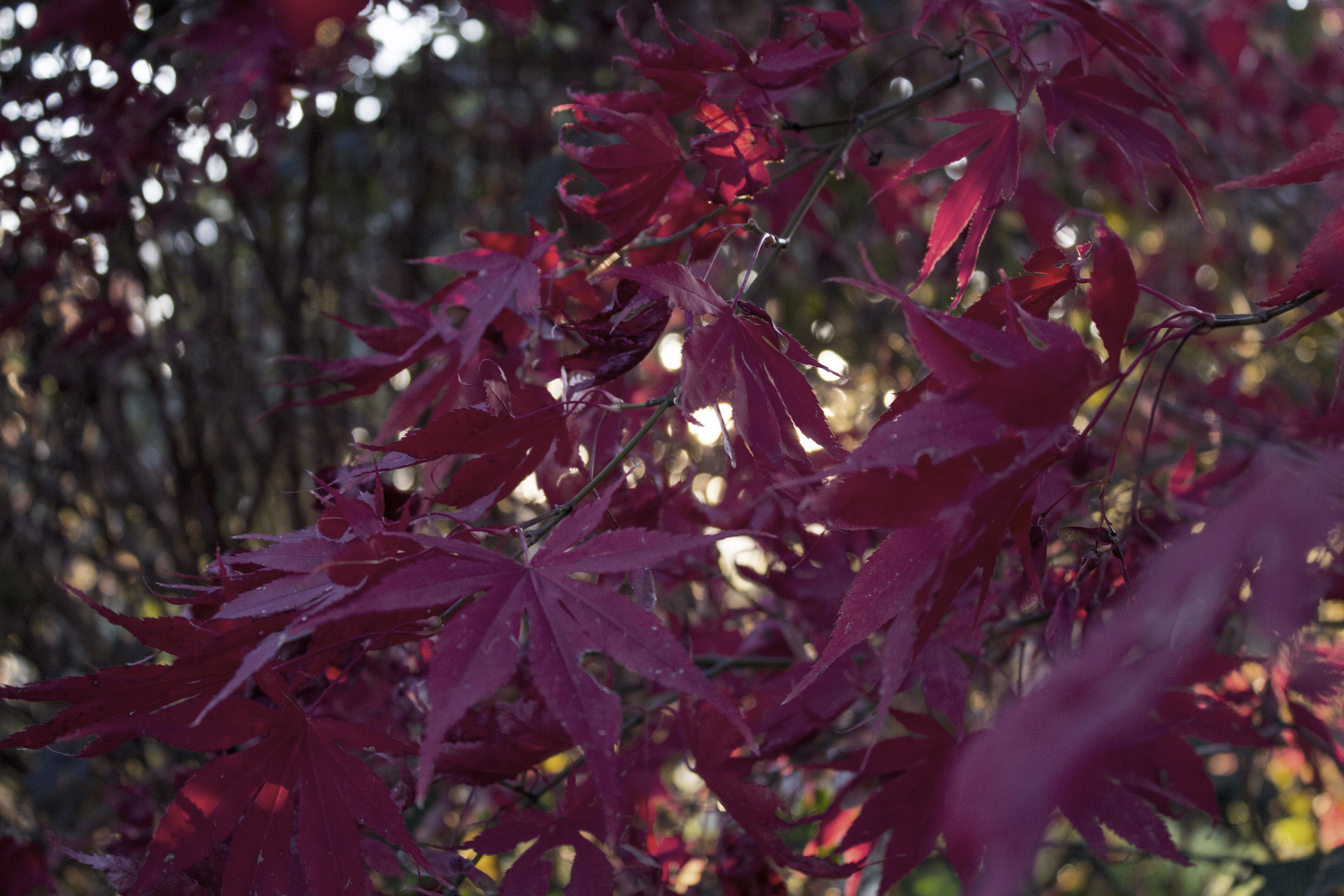 leaves