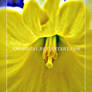 Yellow Daffodil 2344