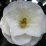 White Camelia 2345