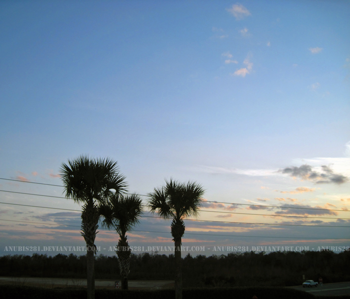 Palm Trees and Powerlines 0747