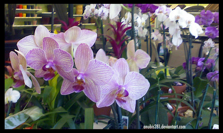 Orchids 070709