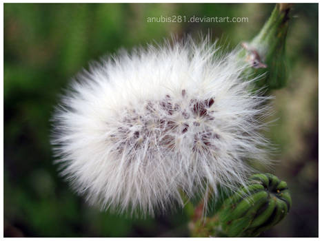 Siamese Dandelion 3692