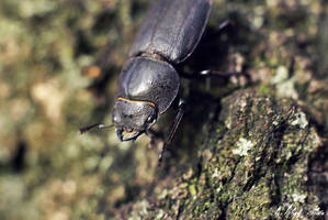 Lucanus Cervus