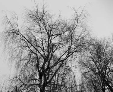 Black'N'White Willow