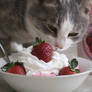 Kitty and Ice cream