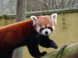 Hello there Mr. Red Panda